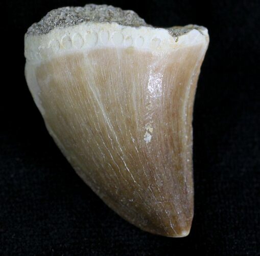 Mosasaur (Halisaurus Arambourgi) Tooth #21473